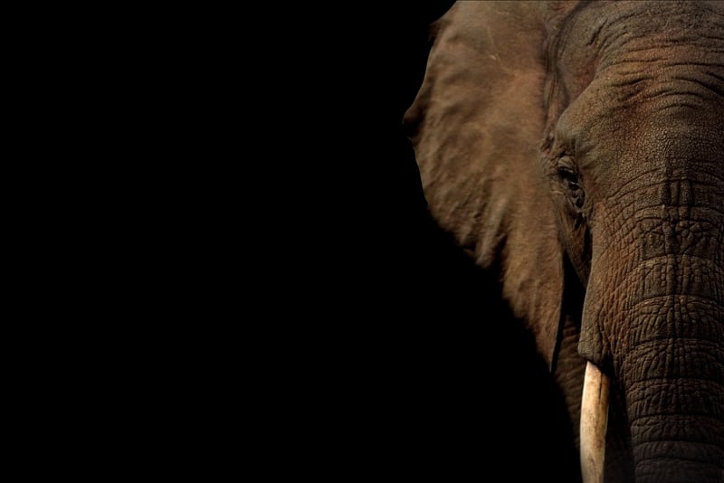Elephant in the jungle